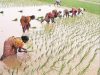 पंजीकृत किसानों से शत-प्रतिशत धान, बाजरा खरीदा जायेगा