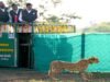 मुख्यमंत्री डॉ. यादव ने गांधी सागर अभयारण्य में छोड़ी मादा चीता राधा