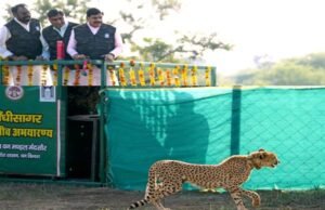मुख्यमंत्री डॉ. यादव ने गांधी सागर अभयारण्य में छोड़ी मादा चीता राधा