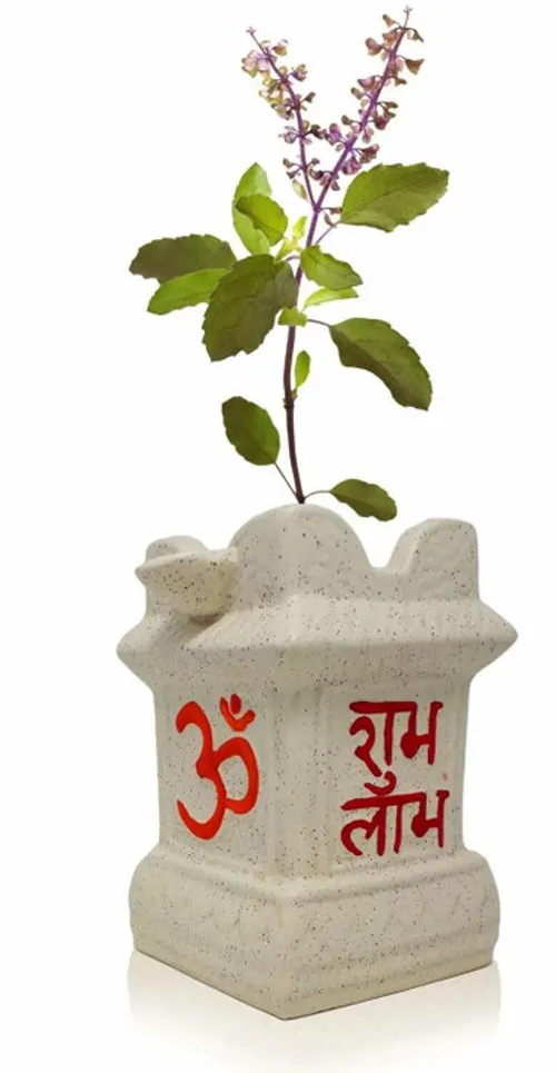 perennial-yes-yes-tulsi-plant-1-1-heaven-of-saplings-original-imahyjx2yxdxg2vc